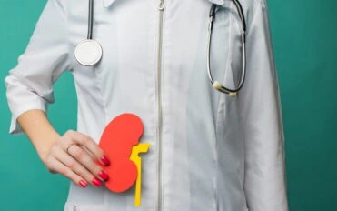 A young female doctor holds a model of a person's kidney in her hands. The concept of protection and treatment
