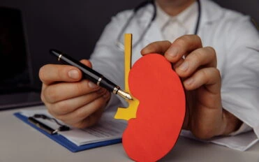 Doctor showing a wooden model of kidney close-up.